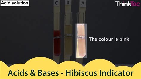 Acids Bases Hibiscus Indicator Thinktac Youtube