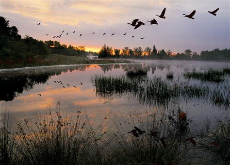 Canada Goose Migration Photograph By Phil Degginger