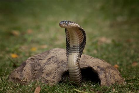 Le Cobra Royal Le Serpent Venimeux Le Plus Fascinant Du Monde