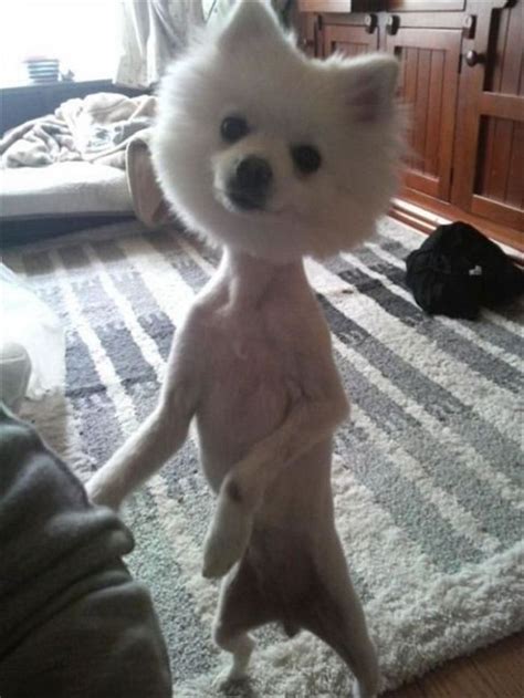 Dog Funny Haircuts Funny Looking Animals Shaved Animals Dumb Dogs