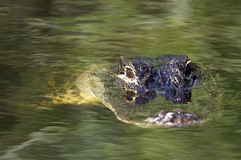 Sian Kaan Diving With Crocodiles At Chinchorro