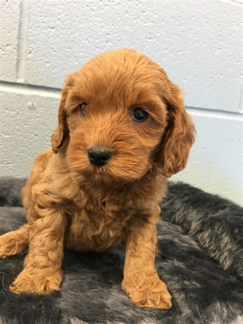 We are happy to help your dog become the very best furry buddy possible! Labradoodle Puppies For Sale | Chagrin Falls, OH #267610