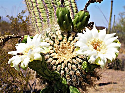 These cacti can reach a height of 15 meters and. Best Time to See Cactus Bloom in Mexico 2020 - When to See ...