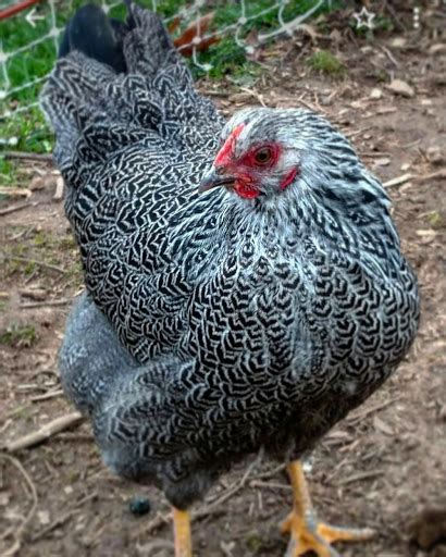 Check spelling or type a new query. About Plymouth Rock Chickens: A Friendly Bird That Lays 5 ...