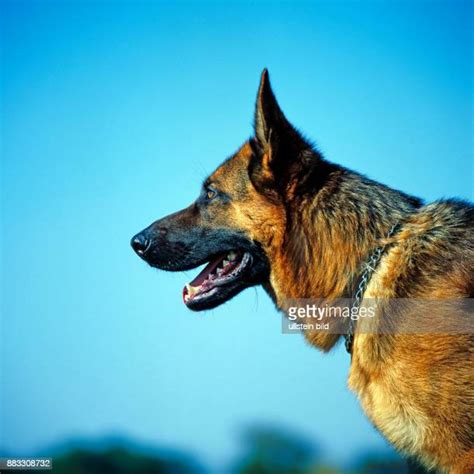 Schaeferhund Photos And Premium High Res Pictures Getty Images