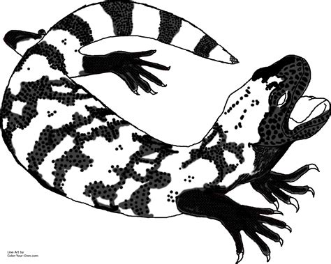 Gila Monster Drawing At Explore Collection Of Gila