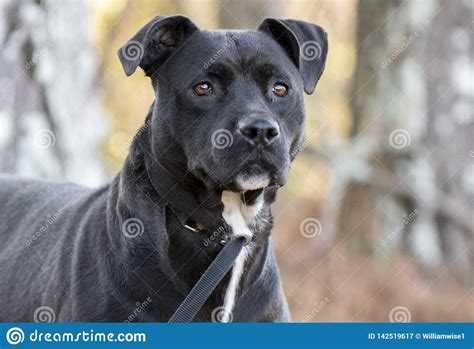 Black Pitbull Labrador Mixed Breed Dog Stock Image Image