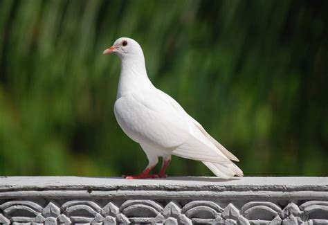 5 Things You Might Not Know About Pigeons Because Birds