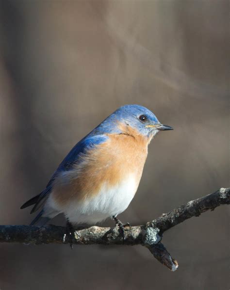 Bluebird Articles | Bluebird Conservation
