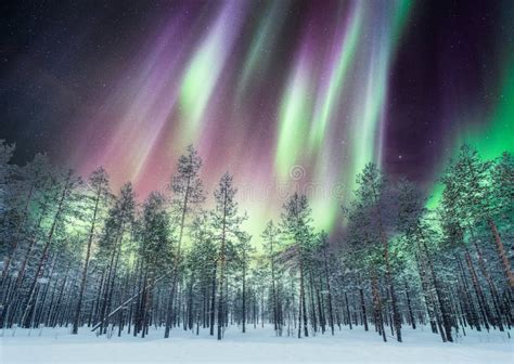 Aurora Borealis Over Pine Forest On Snow Stock Photo Image Of Forest