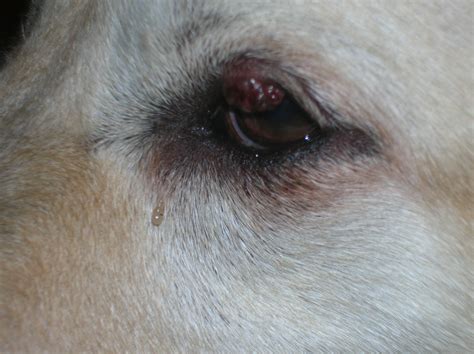 My Dog Has A Sty On Her Upper Eyelid And Her Eye Is Red