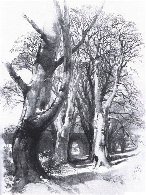Harding Drawing Trees And Nature Joshua Nava Arts