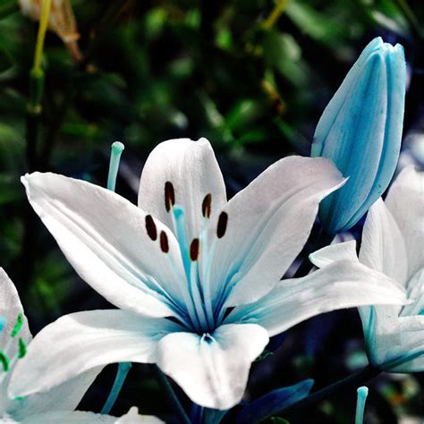 50pcs Blue Rare Lily Bulbs Seeds Planting Flower Lilium Perfume Garden