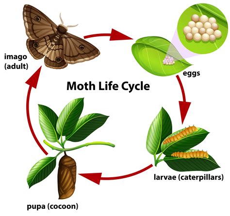 Moth Life Cycle Diagram 302740 Vector Art At Vecteezy