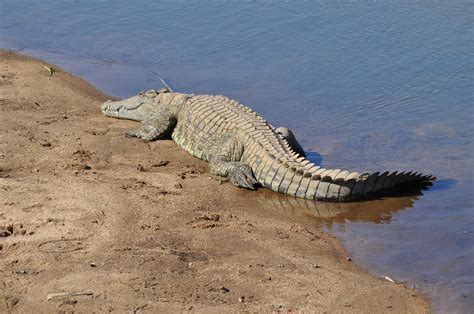 Free Images Animal Wildlife Reptile Fauna Vertebrate Crocodilia