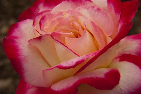 American Beauty Rose Photograph By Darleen Stry