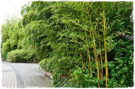 Bambusy Orientalne Trawy Do Polskich Ogrodów I Donic Z Ogrodem Na Ty