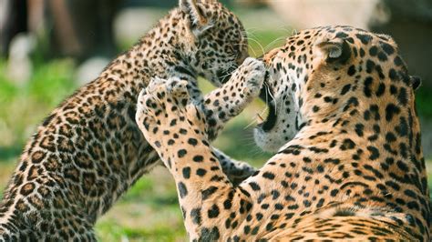 Jaguars Make A Comeback In Yucatán The Yucatan Times