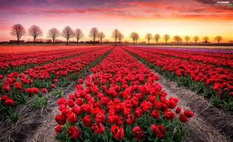 Field Trees Viewes Tulips Flowers Wallpapers 2048x1256