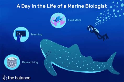 Marine Biologists Study A Wide Variety Of Aquatic Organisms From