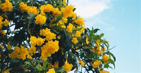 Yellow Flowering Tree · Free Stock Photo