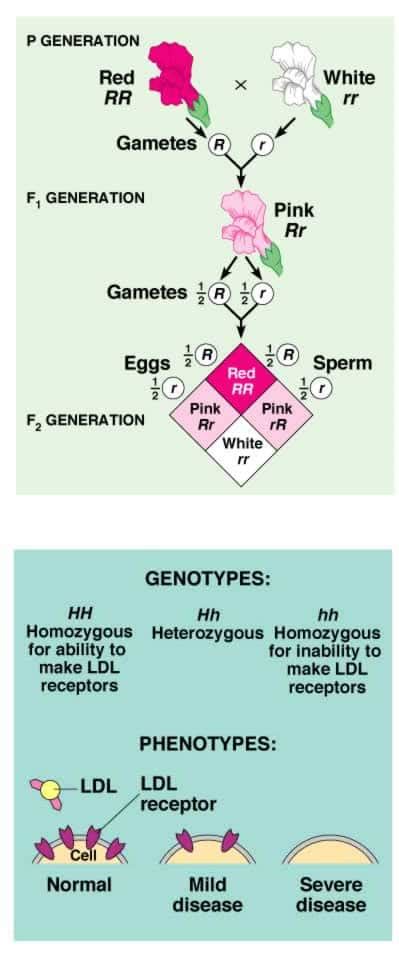 Read the wiki to see if your question has already been answered under the faqs. Mendel and Genetics - SchoolWorkHelper