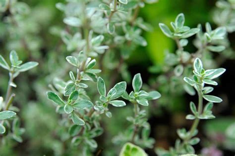 Thyme Your Step By Step Grow Guide