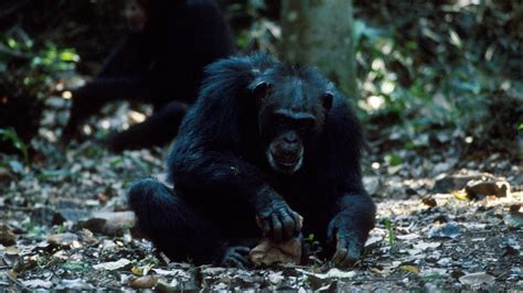 Chimpanzees and monkeys have entered the Stone Age | Chimpanzee, Chimp