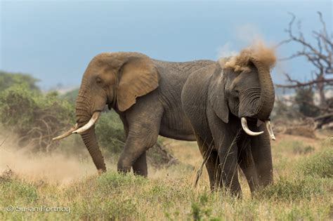 Kenya Animals You Will See On A Wildlife Safari