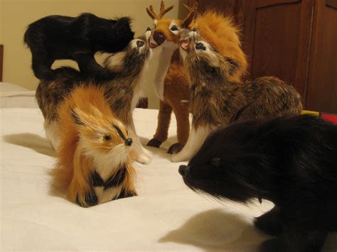 Small furry creatures | We bought these animals (their ...