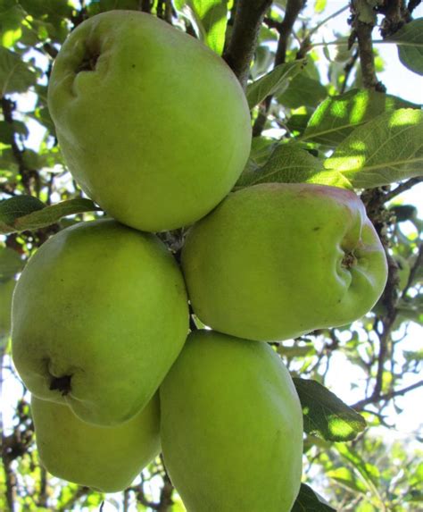 Growing Apples In Kenya The Story Of Wambugu