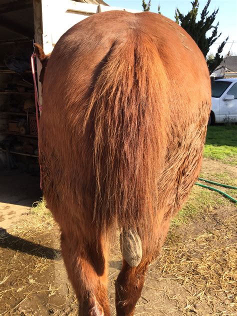 Growing Your Horses Tail Grow It Long And Thick While Keeping It Clean