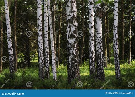 Beautiful Birch Trees With White Birch Bark In Birch Grove With Green