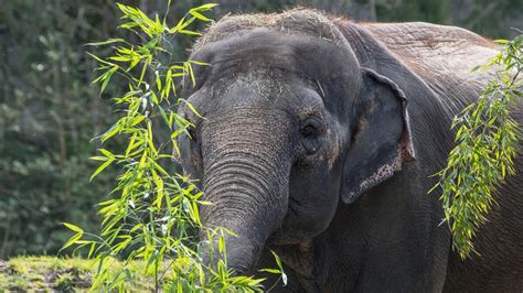 38 Interesting Facts About Asian Elephants 2023