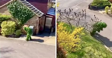 Bizarre Moment Couple See Neighbors Ingenious Attempt To Go Outside Unnoticed During