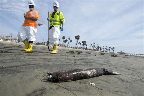 California Pipeline Likely Damaged Up To A Year Before Spill Ap News
