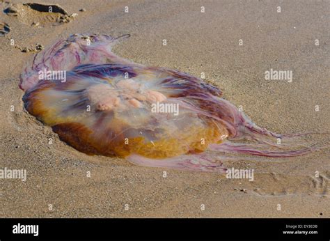 A Medium Sized Colourful Jellyfish Beached At Drigg Stock Photo Alamy