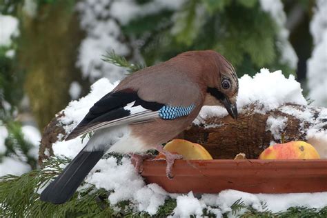 Attract Birds In Winter and Bring Your Garden To Life | How to attract birds, Bird, Winter bird