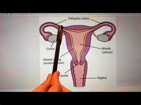 The lower part of the uterus constricts into a segment called the cervix. KS3 Year 7 - Reproductive organs - YouTube