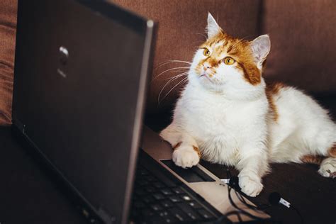 Every single week, we make sure that the first thing you open your eyes to on sunday morning is fresh animal tumblr posts that will get your right in your funny bone. The Best Dog and Cat Memes - Michelson Found Animals ...