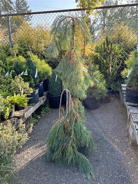 The Best Dwarf Conifers For Every Garden Dennis 7 Dees Landscaping