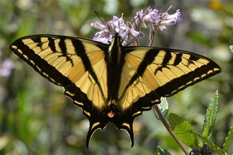 Western Tiger Swallowtail Papilio Rutulus Butterfly On B Flickr