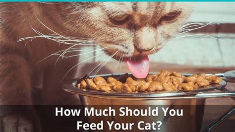 July 31, 2019 at 5:25 am. How Much Should I Feed My Cat? The Cat Feeding Guide
