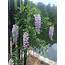Try A Tamer Wisteria  Southern Living