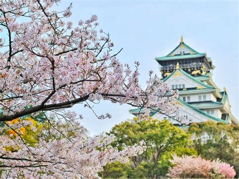 Angka yang cukup fantastis untuk menggolongkan sebuah jenis bunga. Promo Liburan: 7 Paket Tour Sakura 2020 di Jepang, Korea ...