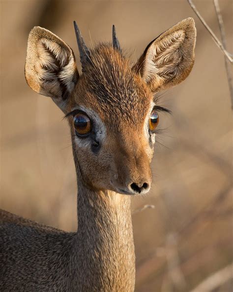Portrait Of A Petite Dik Dik Antelope With A Heart Shaped Nose From