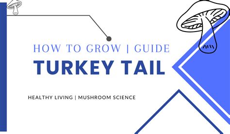 how to grow turkey tail mushrooms step by step guide vital mushroom