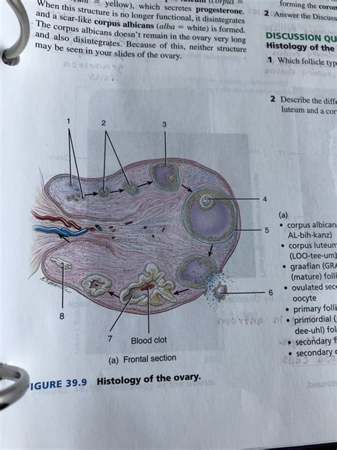 Figure Histology Of The Ovary Diagram Quizlet