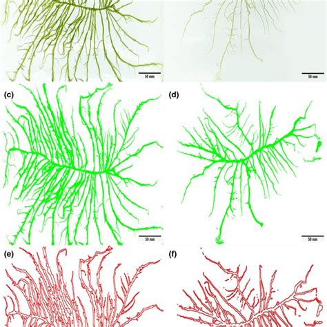 Morphology Of Ulva Prolifera Thalli From The Southern Area Sh And