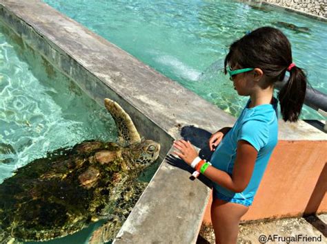 Our Cayman Turtle Farm Cruise Excursion Grand Cayman Finding Debra